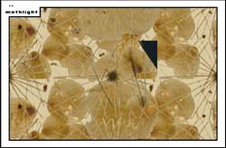 mothlight
